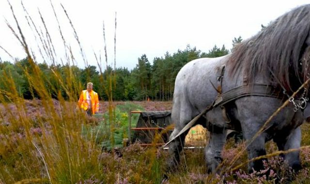 Duurzaam natuurbeheer op de Veluwe