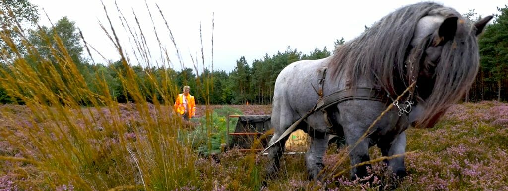 Duurzaam natuurbeheer op de Veluwe