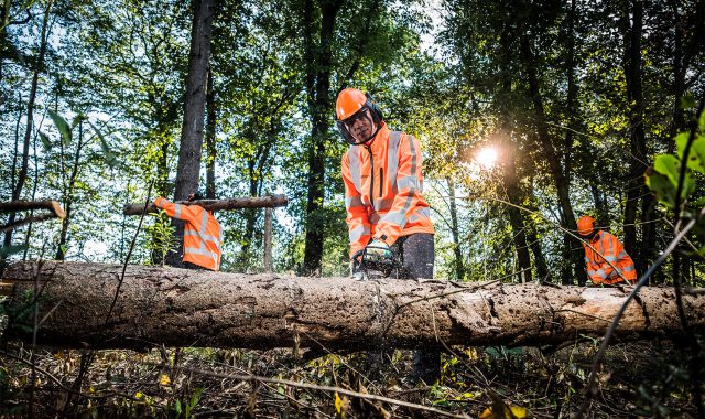 boomverzorgers bezig met gekapte bomen