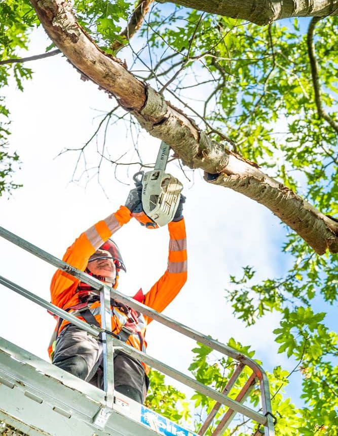 BBL boomverzorger met hoogwerker